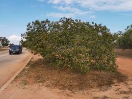 Image result for Bridelia mollis