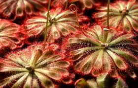 It works as a service. Pin On Carnivorous Plants