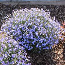 Image result for Lobelia thermalis