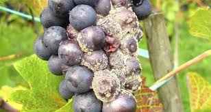 Image result for Botrytis cinerea
