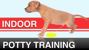 How to potty train a puppy in 7 days. How To Indoor Potty Train Your Dog With The Potty Training Puppy Apartment Youtube