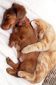 24 Cats Who Fell In Love With Dogs And This Looks Like The Cutest Thing Ever Cute Animals Baby Animals Cute Dogs