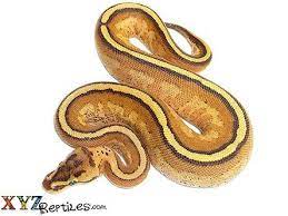 Baby Super Stripe Ball Python Ball Python Pythons For Sale Baby Ball Python
