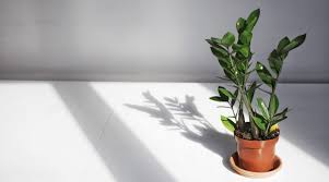 Although they cannot exactly kill them or any other pets at home, it is best to be cautious about it. Zz Plant Guide How To Take Care Of A Zz Plant