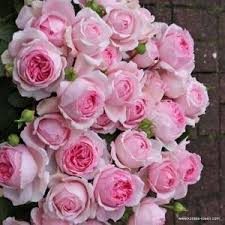 Produkowane w szkółce grzegorza hyży w więckowicach. Roze Parkowe Sadzonki Rozeogrodowe Pl Szkolka Grzegorz Hyzy Rose Flower Wallpaper Rose Rose Flower
