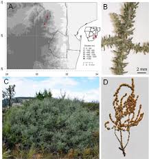 Image result for Stoebe vulgaris