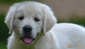 Price and other details may vary based on size and color. Montana Golden Angels English Cream Golden Retriever Breeder Home Facebook