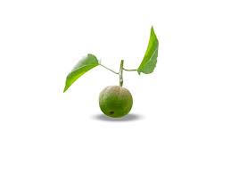 Image result for Croton megalobotrys