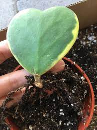 Apr 14, 2020 · when the pot is light, gently aerate the soil and water throughly. Ask A Question Forum Is There A Node On This Hoya Kerrii Garden Org