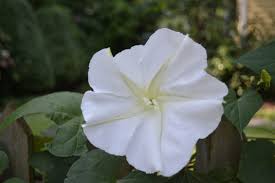 We did not find results for: Ryan Gainey S Fragrant Flowers Flower Magazine