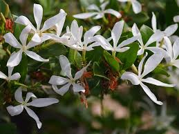 Image result for Carissa praetermissa