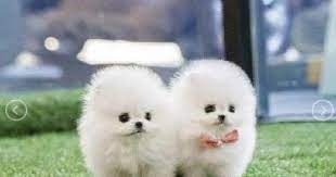 Maybe you would like to learn more about one of these? Pet Supply Pomeranian Puppy In Australia