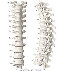 Thoracic Spine Front Side View Thoracic Vertebrae Thoracic Skull And Bones