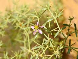 Image result for Fagonia