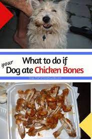 Maybe you would like to learn more about one of these? 160 Dog Food Treats Feeding Tips Puppy To Senior Ideas In 2021 Dog Safe Food Dog Recipes Homemade Dog