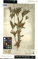 Image result for Polygala arenaria