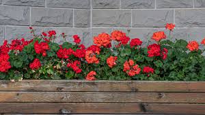 Image result for Pelargonium domesticum round-leaved bushy