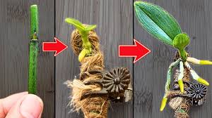 Image result for orchid cuttings