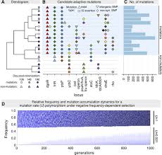 You can change the width and the worksheet asks students to review terms and label an image. Low Mutational Load And High Mutation Rate Variation In Gut Commensal Bacteria
