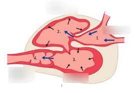 Review the four chambers of the heart as well as other features in this interactive tutorial and test yourself in the quiz. 4 Chambers Of Fish Heart Diagram Quizlet