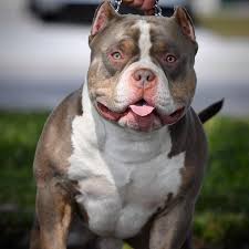 American Bully Dog Black Colour The Lilac Blue Black Chocolate Tri Color Pocket American Bullies Of Venomline In 2020 American Bully American Bully Kennels American Bully Pocket