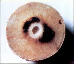 Image result for Dicoma galpinii