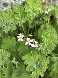 Image result for Pelargonium grossularioides