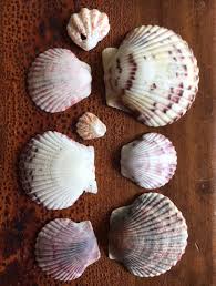 Top Rare Seashell Finds In Florida Seashells By Millhill