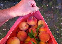It's a beautiful and simple. Nanaimo Peach Tree Finally A Homegrown Peach Tall Clover Farm