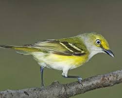 Birds Of Central Illinois White Eyed Vireo National Audubon Society Birds Bird Life List Pet Birds At Swim Two Birds