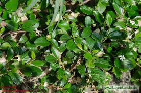 It grows flatly against the ground to create a kind of sod. Teppich Zwergmispel Cotoneaster Dammeri Habitus Bestimmen Teppich Zwergmispel