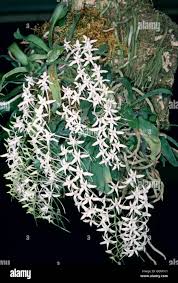 Image result for Mystacidium