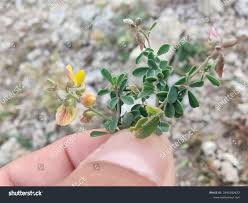 Image result for Argyrolobium stolzii