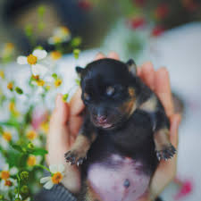 Download Wallpaper 2780x2780 Puppy Dog Sleeping Baby Cute Ipad Air Ipad Air 2 Ipad 3 Ipad 4 Ipad Mini 2 Ipad Mini 3 Ipad Mini 4 Ipad Pro 9 7 For Parallax Hd Background