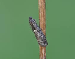 Image result for Pyla fusca