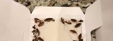 how to get rid of roaches quickly using