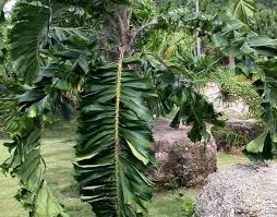 Image result for Aiphanes