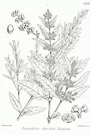 Image result for Salvadoraceae