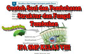 Jaringan x disebut jaringan …. Contoh Soal Dan Pembahasan Struktur Dan Fungsi Tumbuhan Ipa Semester I Kelas Viii Kurikulum 2013 Coretan Guru