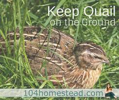 Now on to the top 5 tried and true quail cage styles: Keeping Quail On The Ground