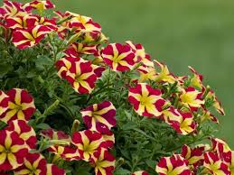 Cheap pretty flowers to plant. 14 Pretty Flowers That Start With P