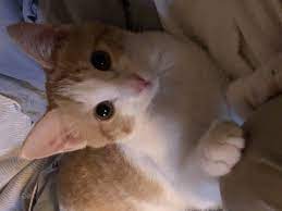This Is My Little Cutie Kitty Cheese She Is About 2 3 Months Old Https Ift Tt 2qahv0n Cat Pictures For Kids Very Cute Cat Images Beautiful Cats Pictures