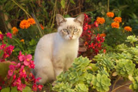 Kaffeesatz Gegen Katzen Schnecken Einsetzen So Klappt S Blumenbeet Anlegen Baumtomate Katzen