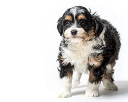 What are the traits of an australian shepherd? Aussiedoodles Vs Other Doodles Which One Is Right For You