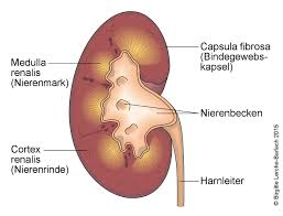 Welche untersuchungen führt der arzt durch? Nierenbeckenentzundung Pyelonephritis Deximed