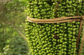 Check spelling or type a new query. Pohon Aren Taksonomi Morfologi Manfaat Budidaya