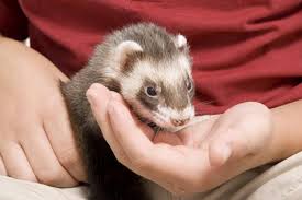 And the bath and tosa animal planet dog taxi service, taking customers clean and smelling good. O Furao Como Animal De Estimacao