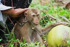 Make sure the coconut milk you buy comes from retailers like albertsons that don't profit from chained monkeys' misery. Is Coconut Milk Vegan Not If The Coconuts Have Been Picked By Monkeys Veganfriendly Org Uk