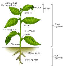 Course Environmental Science Class 4 Topic Plant Life