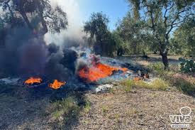 Le fiamme hanno invaso l'area della riserva naturale tra il depuratore di ostia e la pineta. Incendio Nell Agro Tra Palese E Bitonto Foto
